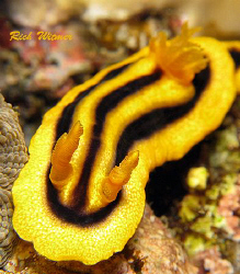 Chromodoris joshi.  Anilao, Philippines. Canon G9/Ikelite... by Richard Witmer 
